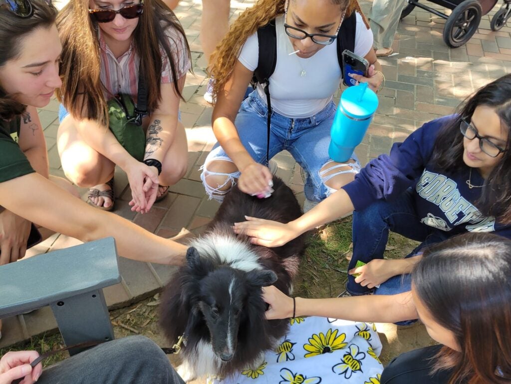 A group of smiling people pet a fluffy black and white dog sitting on a floral bee-patterned blanket, creating a joyful and friendly atmosphere.